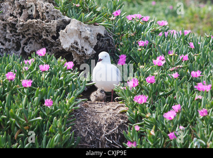 Eine Silber-Möwe (Chroicocephalus Novaehollandiae) und ihre Küken auf ein Nest. Pinguin-Insel, Perth, Westaustralien. Stockfoto