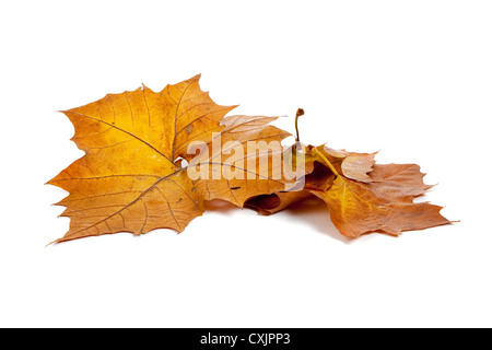 Goldener Herbst Blätter auf einem weißen Hintergrund Stockfoto
