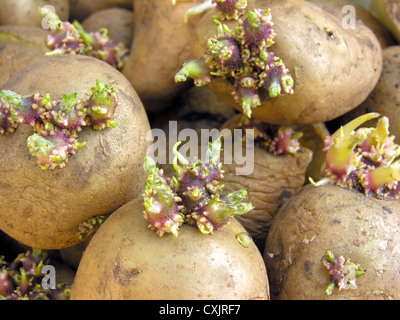 keimende Kartoffeln vor der Pflanzung im Gemüsegarten Stockfoto