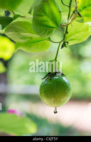 Passiflora Edulis Flavicarpa. Maracuja-Blume in Indien Stockfoto