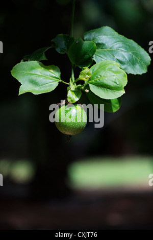 Passiflora Edulis Flavicarpa. Maracuja-Blume in Indien Stockfoto