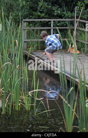 Teich Minsmere RSPB Suffolk UK GB eintauchen Stockfoto
