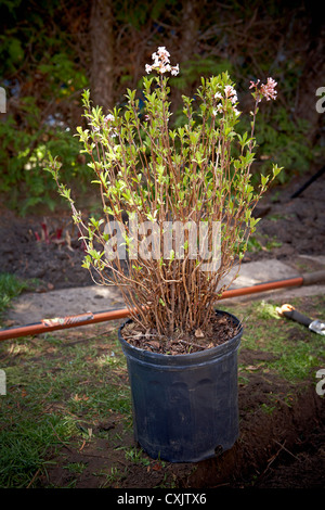 Daphne Busch im Topf, Toronto, Ontario, Kanada Stockfoto