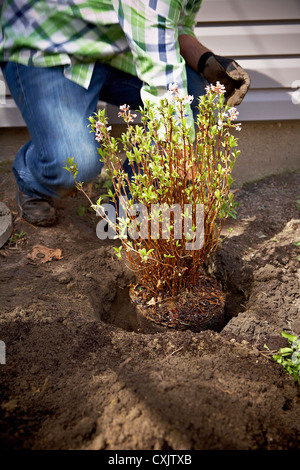 Gärtner Pflanzen Daphne Strauch, Toronto, Ontario, Kanada Stockfoto