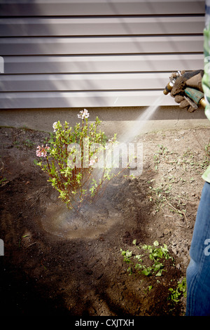 Gärtner, die Bewässerung frisch gepflanzt Daphne Strauch, Toronto, Ontario, Kanada Stockfoto