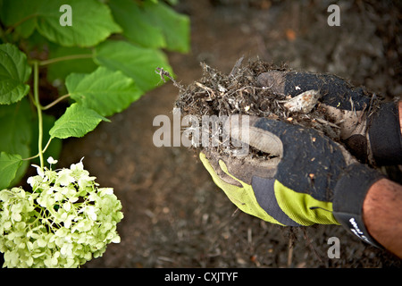 Gärtner, die Verbreitung von Mulch im Garten, Toronto, Ontario, Kanada Stockfoto