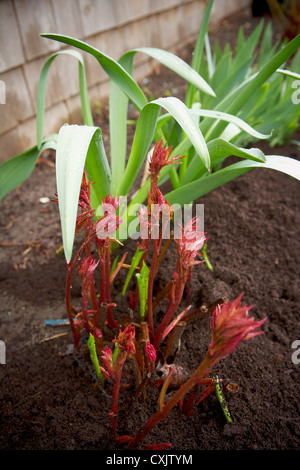 Pfingstrose-Shootings in Garten, Toronto, Ontario, Kanada Stockfoto