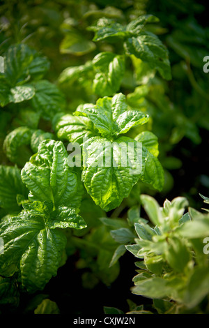 Nahaufnahme von Sweet Basil, Toronto, Ontario, Kanada Stockfoto