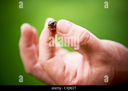 Nahaufnahme des Gärtners Hand mit Käfer Stockfoto