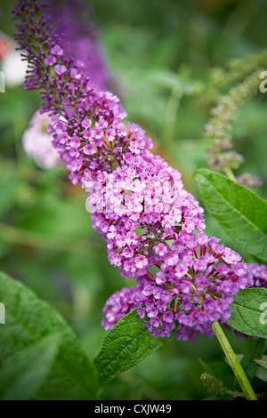 Buddleja Davidii, Toronto, Ontario, Kanada Stockfoto