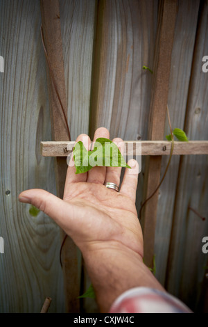 Des Mannes Hand, die Blätter für Klettern Rebe, Toronto, Ontario, Kanada Stockfoto