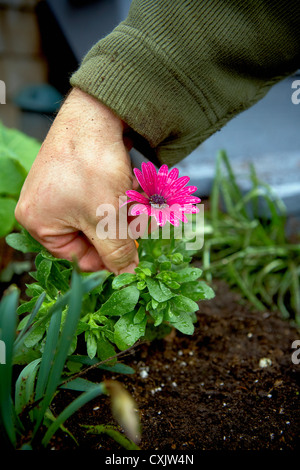 Mann Deadheading Gänseblümchen im Garten, Toronto, Ontario, Kanada Stockfoto