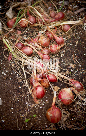 Rote Zwiebeln im Garten im Herbst, Toronto, Ontario, Kanada Stockfoto