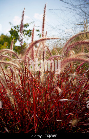 Fountain Grass, Toronto Botanical Garden, Toronto, Ontario, Kanada Stockfoto