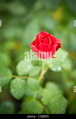 Nahaufnahme von Rose mit Wasser Tropfen, Toronto Botanical Garden, Toronto, Ontario, Kanada Stockfoto