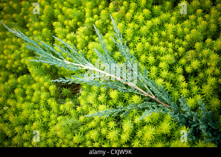 Nahaufnahme der Fetthenne mit immergrünen Zweig, Toronto Botanical Garden, Toronto, Ontario, Kanada Stockfoto