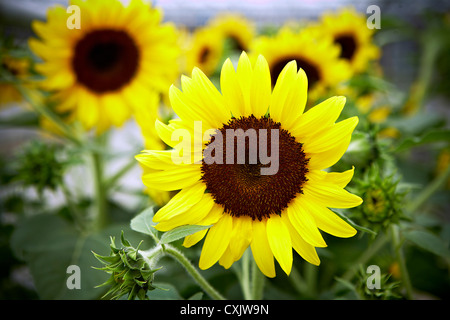 Nahaufnahme von Sonnenblumen, Toronto Botanical Garden, Toronto, Ontario, Kanada Stockfoto