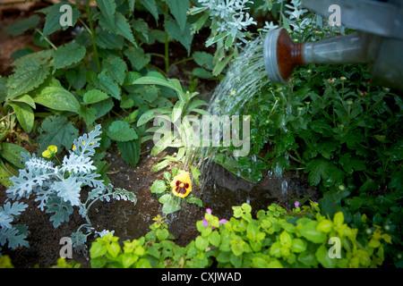 Gärtner, die Bewässerung frisch gepflanzt Stiefmütterchen, Toronto, Ontario, Kanada Stockfoto