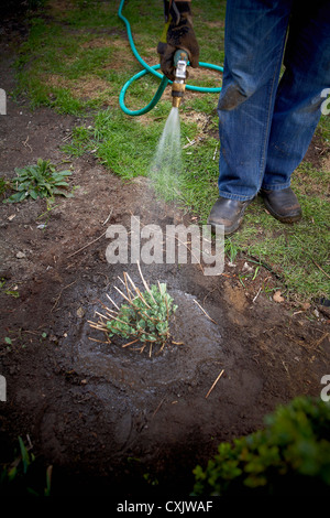 Gärtner, die Bewässerung frisch transplantierten Sedum, Toronto, Ontario, Kanada Stockfoto