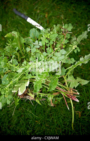 Nahaufnahme des gezogenen Unkraut im Rasen, Toronto, Ontario, Kanada Stockfoto