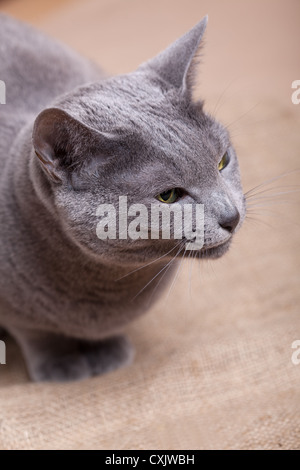 Russisch Blau Katze Stockfoto