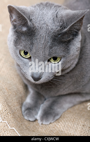 Russisch Blau Katze Stockfoto