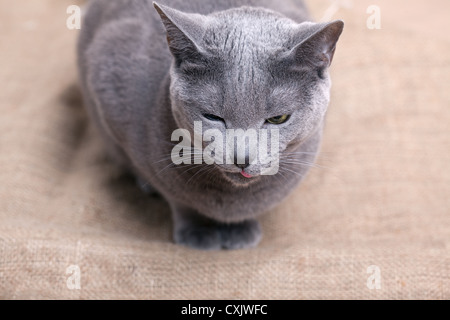 Russisch Blau Katze Stockfoto