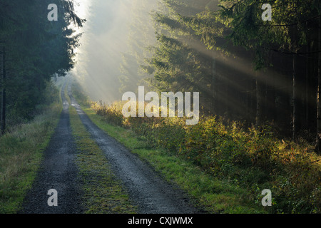 Waldweg nach Regen, Bergen der Rhön, Bayern, Deutschland Stockfoto