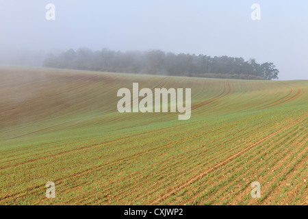 Gesäten Feld im zeitigen Frühjahr, Franken, Bayern, Deutschland Stockfoto