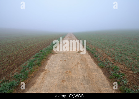 Pfad auf Misty Morning im zeitigen Frühjahr, Marktheidenfeld, Bayern, Deutschland Stockfoto