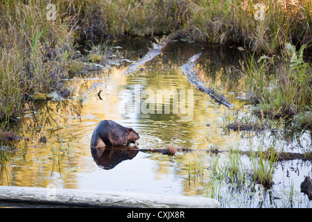 Biber, Muskoka, Ontario, Kanada Stockfoto