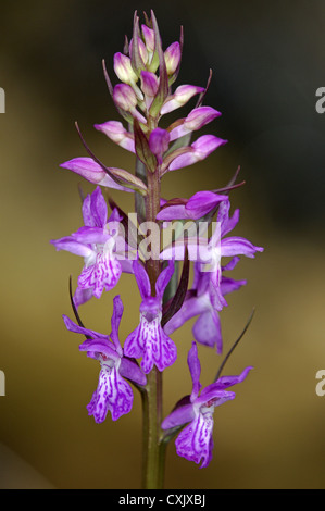 Robuste Knabenkraut Stockfoto
