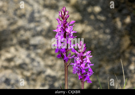 Robuste Knabenkraut Stockfoto