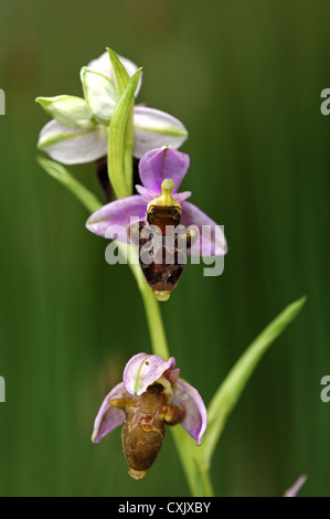 Waldschnepfe Orchidee, Ophrys scolopax Stockfoto