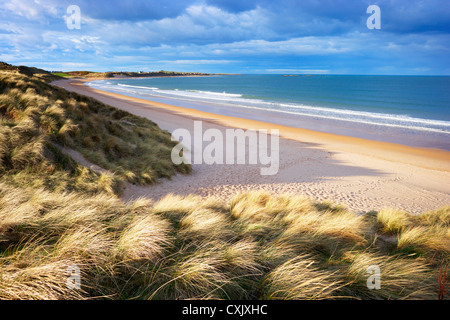 Grass bedeckt, Dünen und Sandstrand von Embleton Bay, Northumberland, England Stockfoto