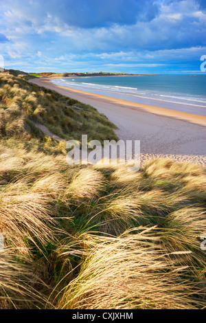 Grass bedeckt, Dünen und Sandstrand von Embleton Bay, Northumberland, England Stockfoto