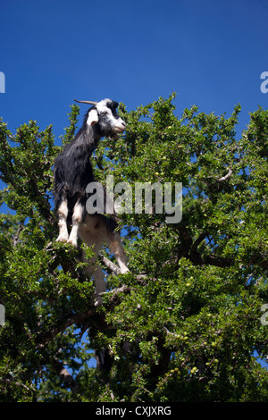 Ziegen in Marokko Arganbäume klettern Stockfoto
