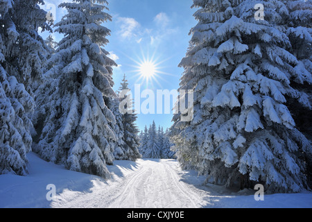 Verschneite Winterlandschaft mit Loipe, Rennsteig, gröberen Beerberg, Thüringen, Deutschland Stockfoto