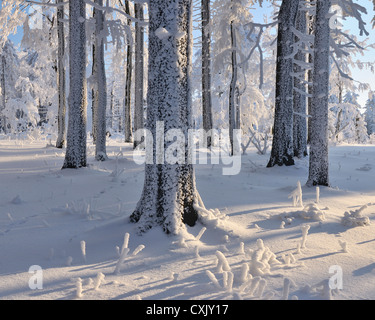 Schneebedeckte Wälder, gröberen Inselsberg Brotterode, Thüringen, Deutschland Stockfoto