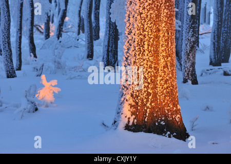 Schneebedeckten Wald bei Dämmerung, gröberen Inselsberg Brotterode, Thüringen, Deutschland Stockfoto