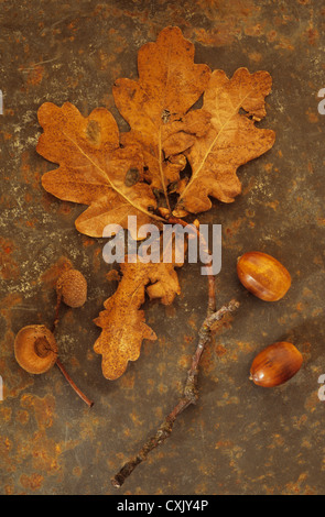 Zweig mit vier braune Herbstlaub Eiche oder Quercus Robur Baum liegend auf rostigen Blech mit zwei Eicheln Stockfoto