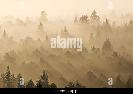 Morgen Nebel, Isartal, Bad Tölz-Wolfratshausen, Upper Bavaria, Bayern, Deutschland Stockfoto