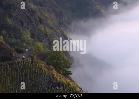 Nebel, Mosel, Mosel-Tal, Cochem-Zell, Rheinland-Pfalz, Deutschland Stockfoto