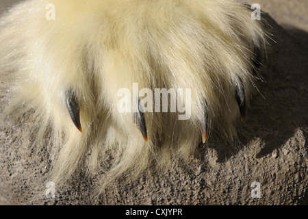 Polar Bear Paw, Longyearbyen, Svalbard, Spitzbergen, Norwegen Stockfoto