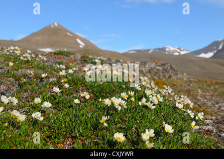 Maus – Ohr Vogelmiere, Mushamna, Woodfjorden, Spitzbergen, Svalbard, Norwegen Stockfoto