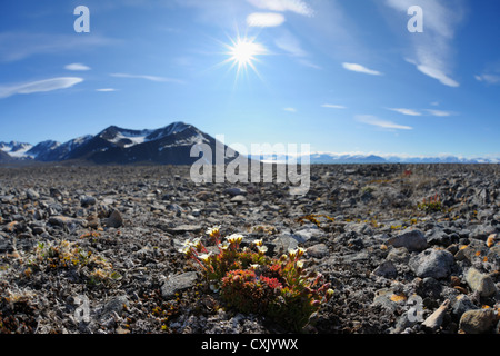 Mushamna, Woodfjorden, Spitzbergen, Svalbard, Norwegen Stockfoto