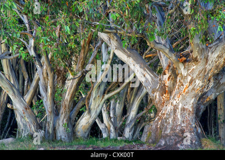 Farbenfrohe Schneegums im australischen Hochland. Stockfoto