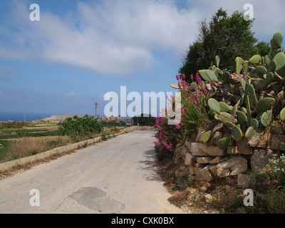 Kakteen und Blumen an den steinigen Weg auf Malta Insel Stockfoto