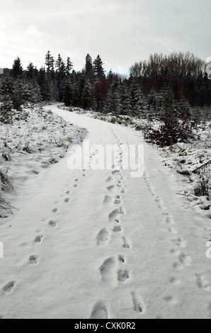 Fußspuren im Schnee auf den Trail in der Nähe von Villingen Schwarzwald, Baden-Württemberg, Deutschland Stockfoto