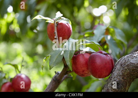 Nektarinen, Cawston, Similkameen Land, British Columbia, Kanada Stockfoto